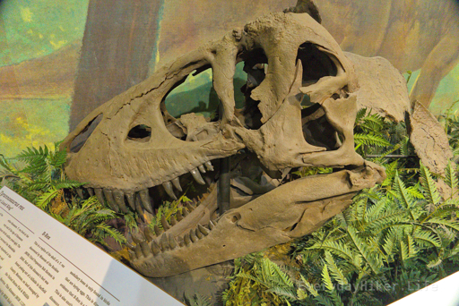 Replica of Tyrannosaurus Rex found on site, named 'B-Rex.'